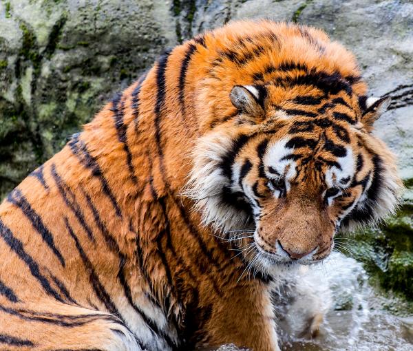 Dublin Zoo - o que fazer na irlanda